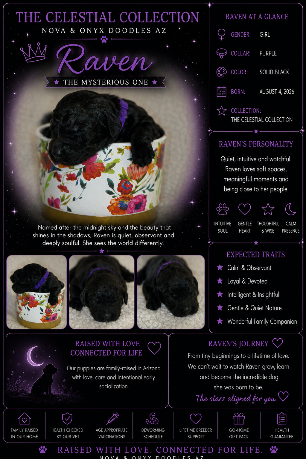 Raven - Nova & Onyx Doodles AZ
